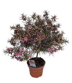 Waxflower
