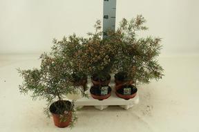 Waxflower