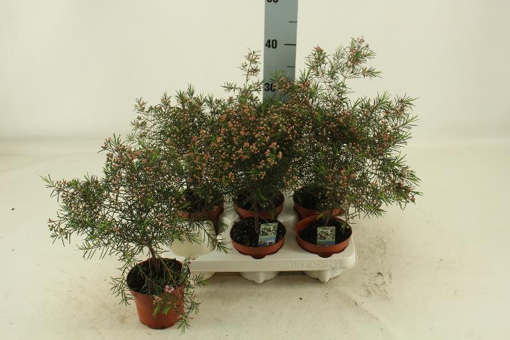 Waxflower