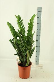 Zamioculcas