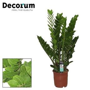 Zamioculcas