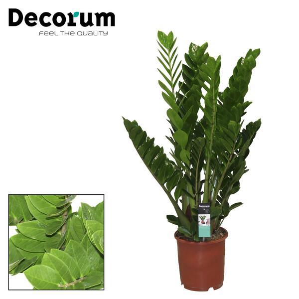 Zamioculcas
