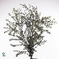 Zeleň - eucalyptus parvifolia per bos