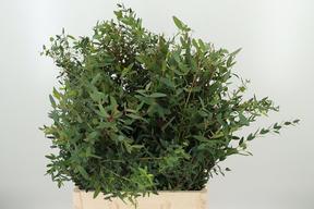 Zeleň - eucalyptus parvifolia per bos