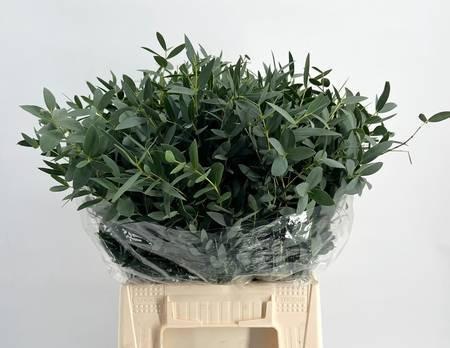 Zeleň - eucalyptus parvifolia per bos