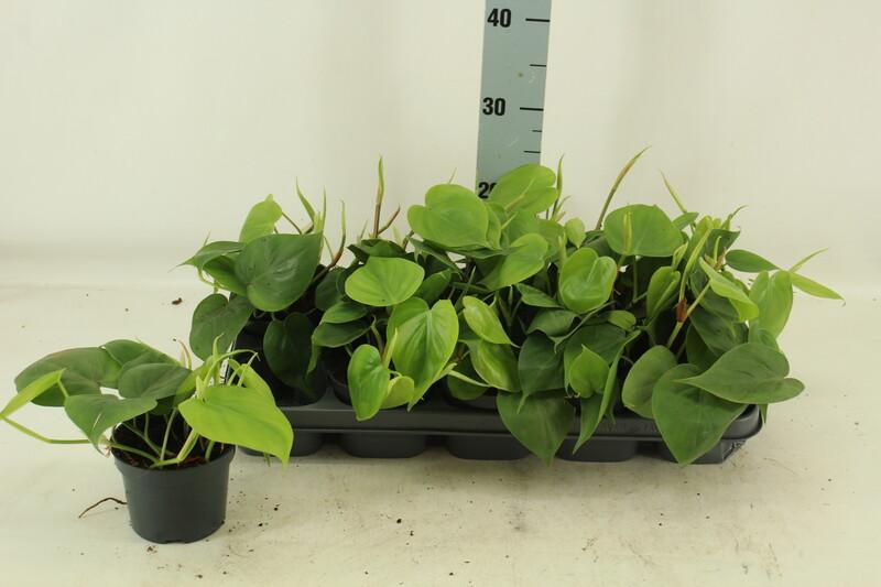 Philodendron scandens