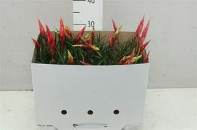 Vriesea mix