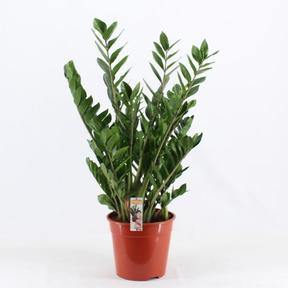 Zamioculcas 10tak