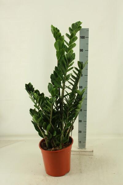 Zamioculcas 10tak