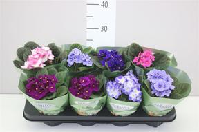 Saintpaulia mix Voila