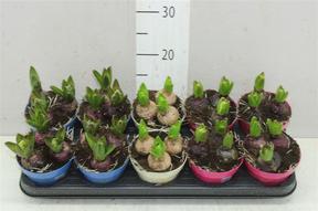 Hyacinthus mix