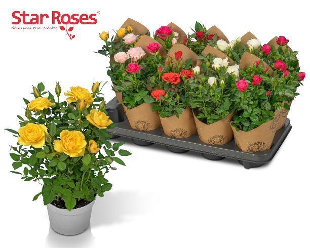 Rosa Star mix