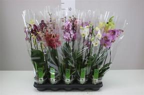 Phalaenopsis mix 2tak 14+