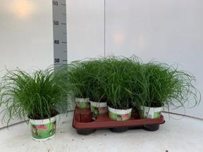 Cyperus Zumula