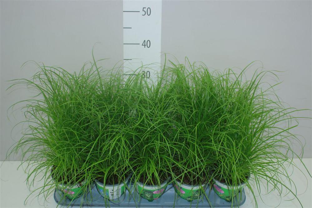 Cyperus Zumula