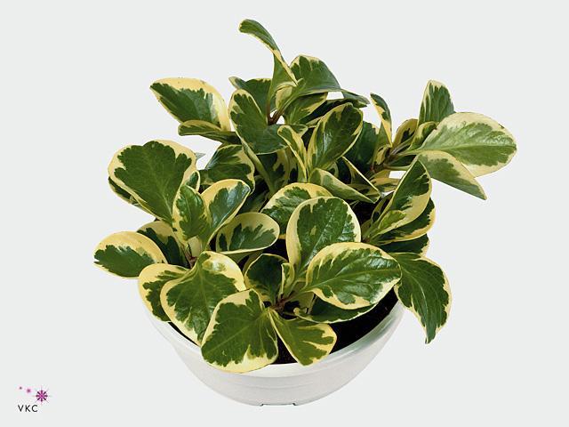 Peperomia obtusifolia