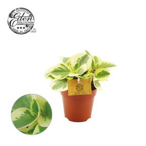 Peperomia obtusifolia