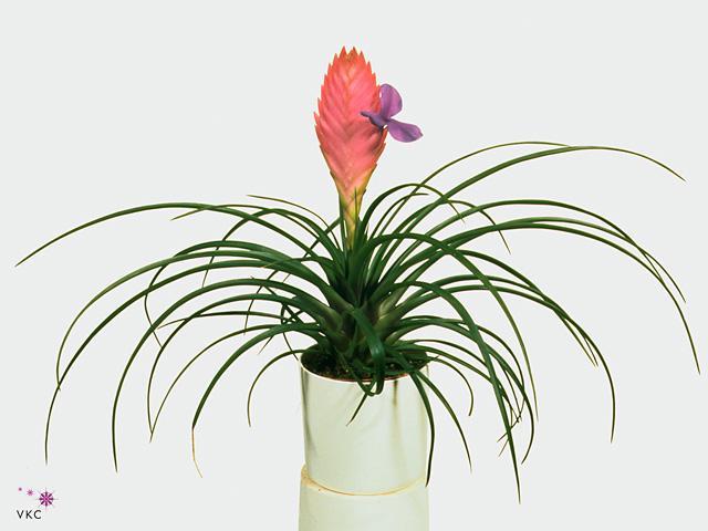 Tillandsia cyanea Anita