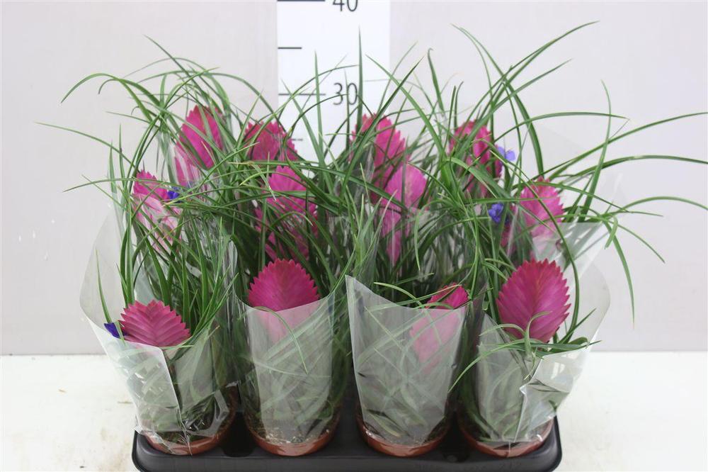 Tillandsia cyanea Anita