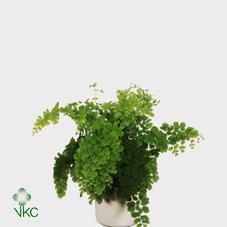 Adiantum fragrans