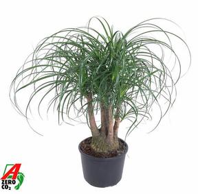 Beaucarnea