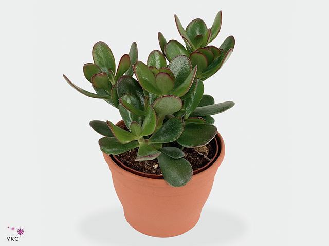 Crassula ovata
