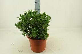 Crassula ovata