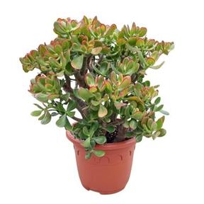Crassula ovata