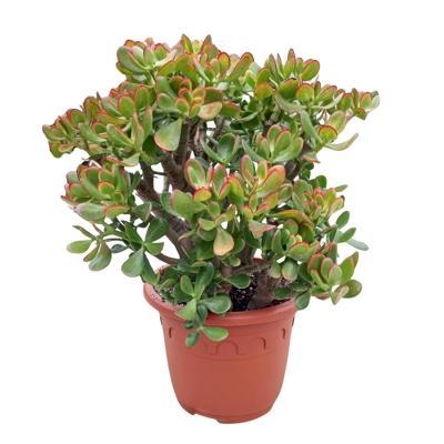 Crassula ovata