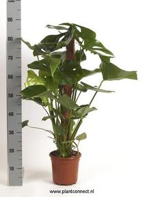 Monstera deliciosa