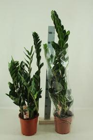 Zamioculcas