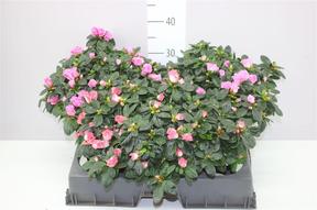 Rhododendron simsii mix