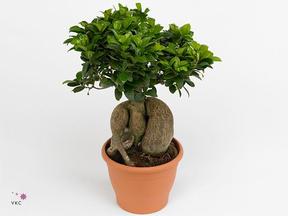 Ficus microcarpa
