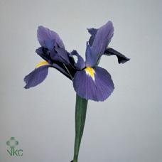Iris blue magic