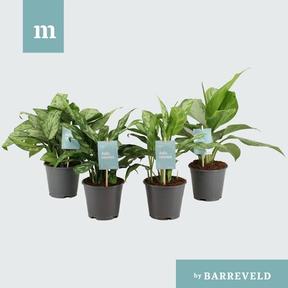 Aglaonema mix