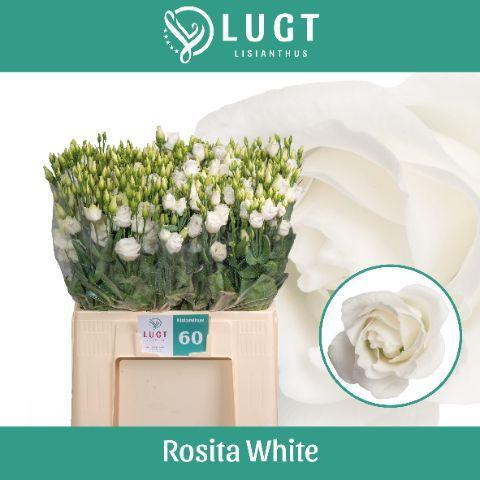 Eustoma du rosita white
