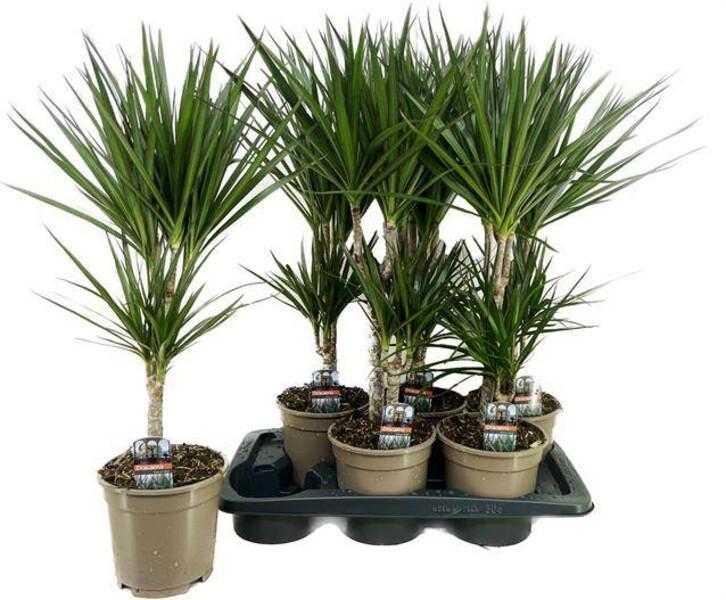 Dracaena marg. mix 30-10
