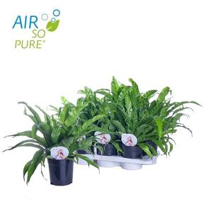 Asplenium antiquum