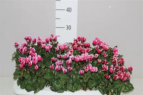 Cyclamen mix
