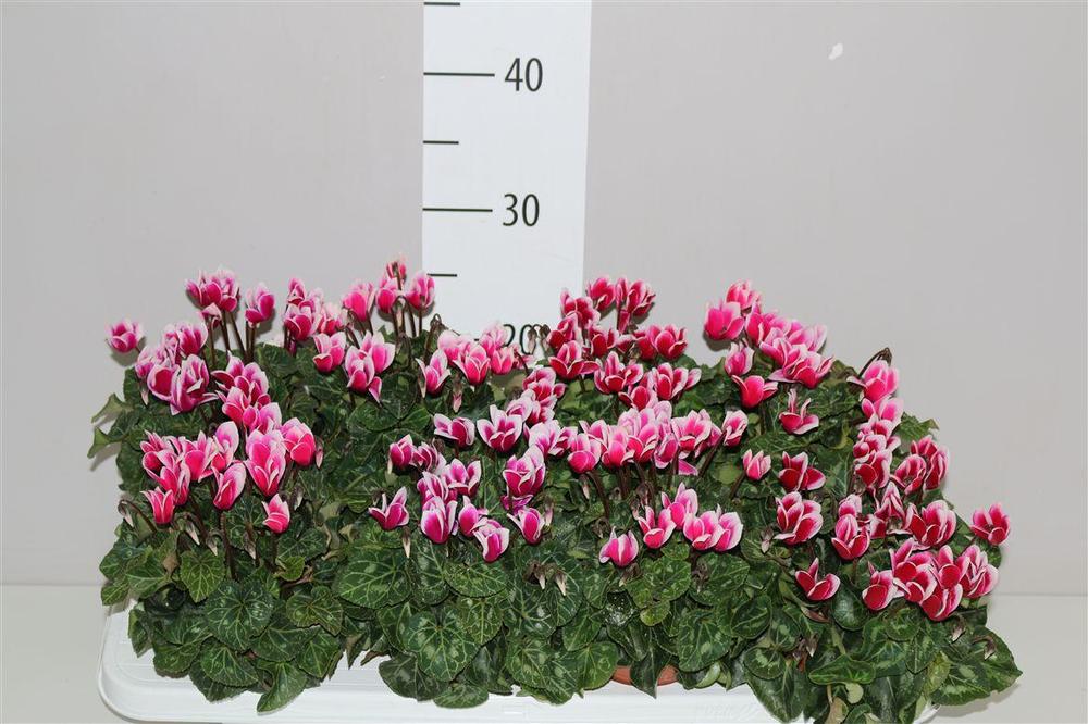 Cyclamen mix
