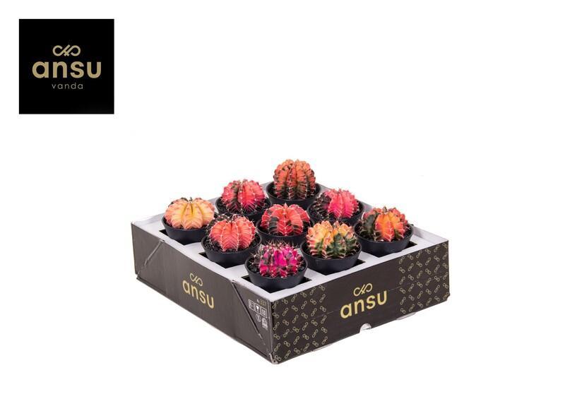 Gymnocalicium Japan variegated kvetoucí