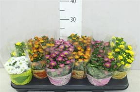 Chrysanthemum Swifty mix