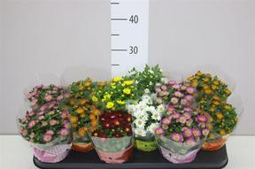 Chrysanthemum Swifty mix
