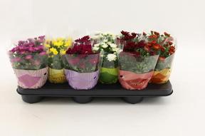 Chrysanthemum Swifty mix