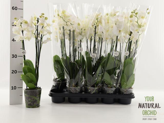 Phalaenopsis Cascade white 1tak