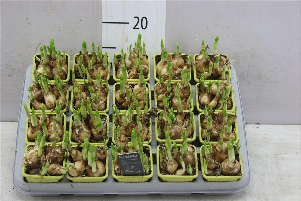 Narcis Tete a Tete 3+