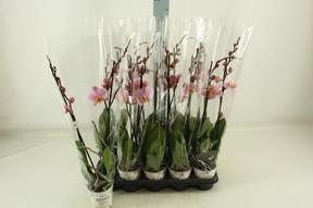 Phalaenopsis Salinas 18+