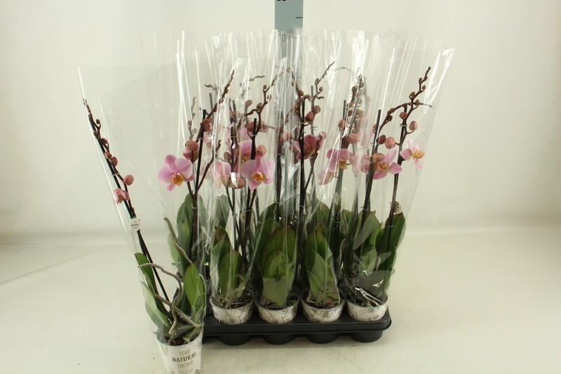 Phalaenopsis Salinas 18+