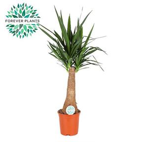 Yucca Maya