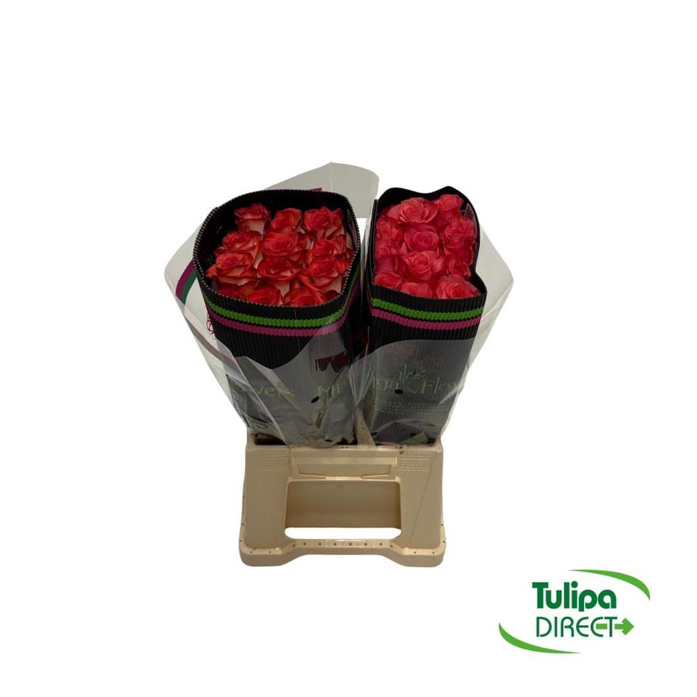 Rosa co mix DIRECT (col) x25